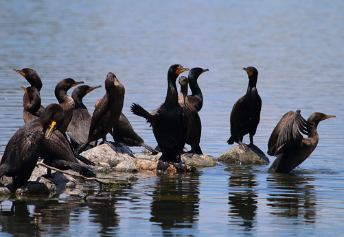 At City Park, in Denver, Colorado, a large group of double-crested cormorants create their summer home in a tree in the middle of Duck Lake.