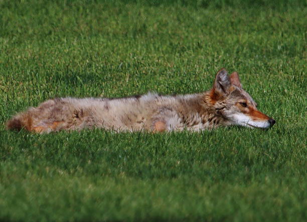 coyote pondant dans le parc - coyote desert outdoors day photos et images de collection