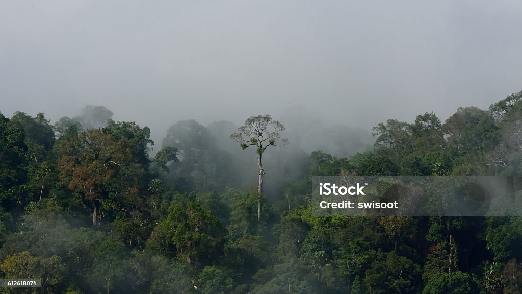 Paisaje de la selva amazónica tropical - Foto de stock de Bosque libre de derechos