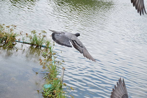 Pigeons fly in the sky.