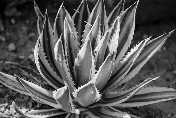 istock Agave Americana Plant #2 612618966