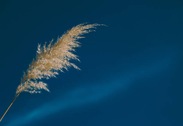 istock Ornamental grass in the autumn 612618984