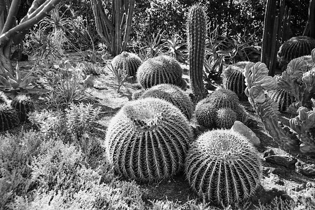 istock Field of Barrel and Other Cactuses 612619068