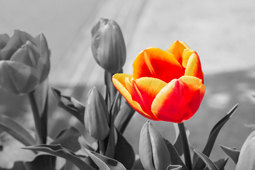 Beautiful tulips in flower garden on black and white in different color concept.