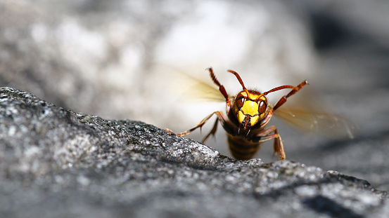 Bee killer hornet with front legs up in aggressive posture macro portrait 