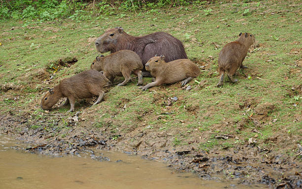 istock The Pampas (outside Rurrenabaque, Bolivia 612621030
