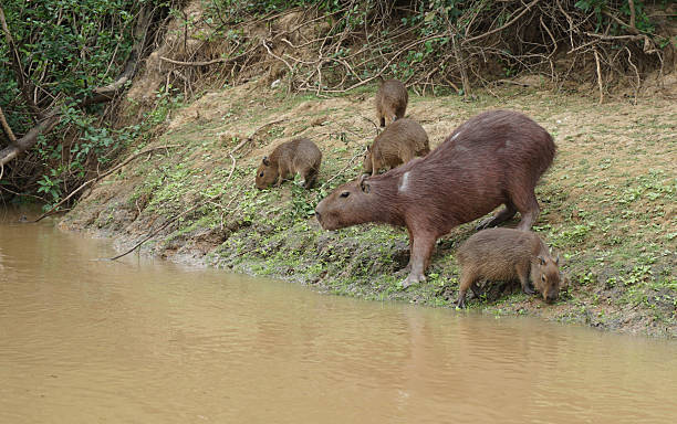 istock The Pampas (outside Rurrenabaque, Bolivia 612621066
