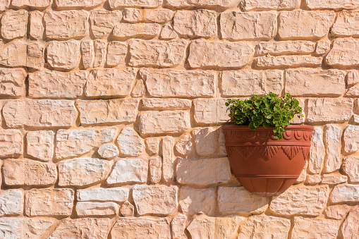 Green plant in flower pot hanging on old red brick wall.