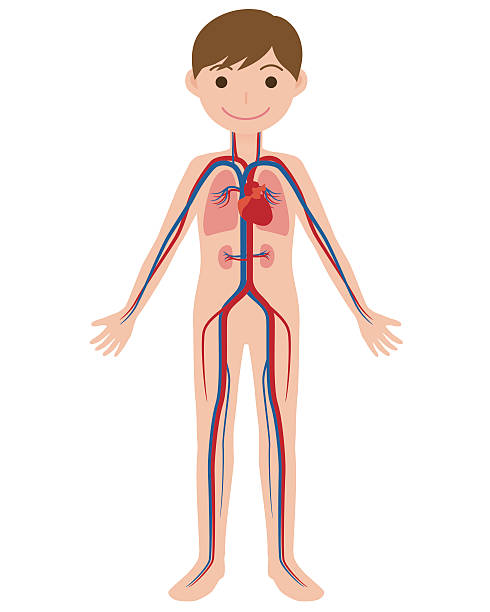 ilustraciones, imágenes clip art, dibujos animados e iconos de stock de cuerpo humano y sistema circulatorio, carta anatómica - human artery