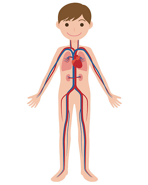 human body and circulatory system, anatomical chart human body and circulatory system, anatomical chart human artery stock illustrations