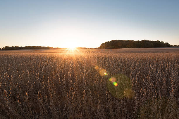 istock Soybean field ready for harvest 612621754