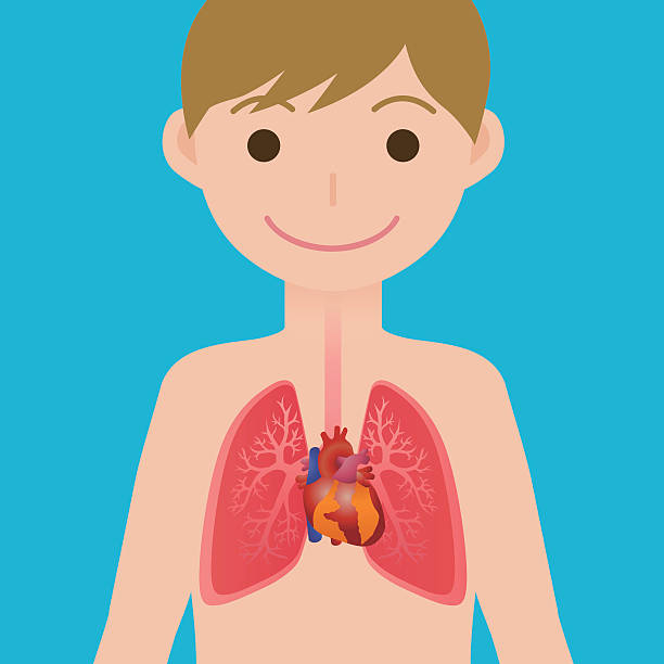 menschliches herz und lunge, vereinfachtes anatomisches diagramm - inhaling human lung problems anatomy stock-grafiken, -clipart, -cartoons und -symbole