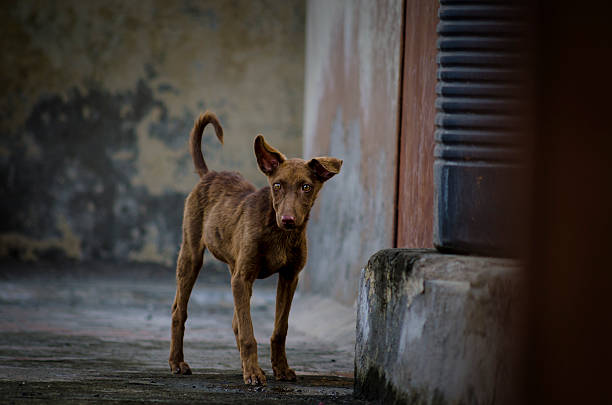 istock Dog puppy standing looking sideways 612622934