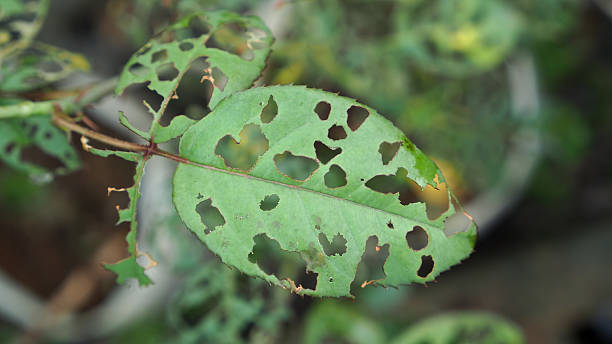 istock Insects eat Leaves Roses 612622994