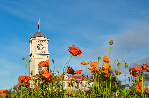 Spring flowers in the town of feilding by the town clock.