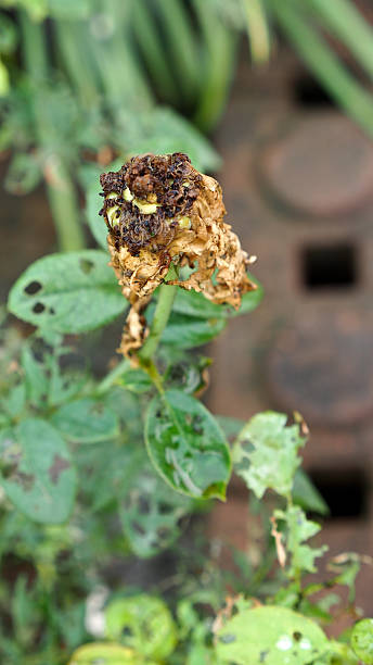 istock Insects eat Rose Flower 612623210