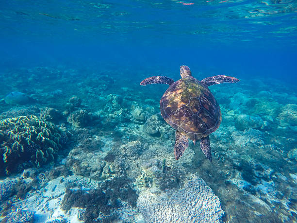 snorkeling y buceo con tortuga marina - apo island fotografías e imágenes de stock