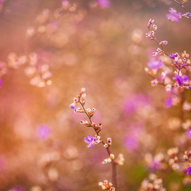Statice sea lavender flowers on growing bush in warm sunlight
