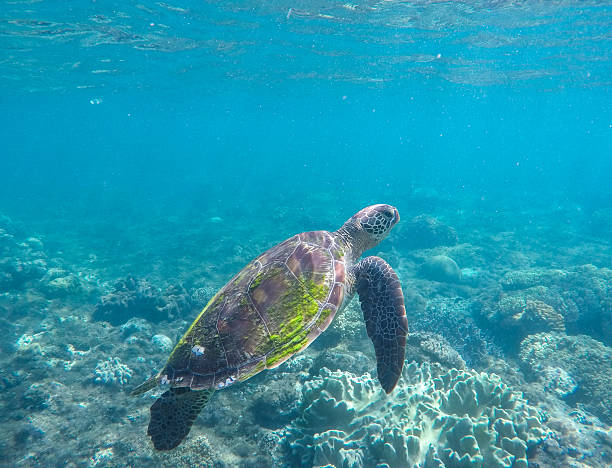 зеленая черепаха в коралловом рифе - apo island стоковые фото и изображения