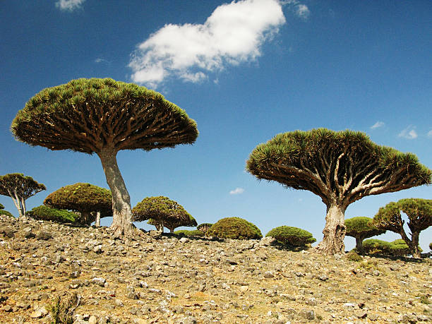 istock Dragon tree forest, Socotra island, Yemen 612627566