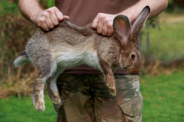 istock rabbit in hands of man 612627666