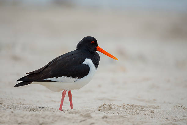 istock Eurasian oystercatcher (Haematopus ostralegus) 612627724