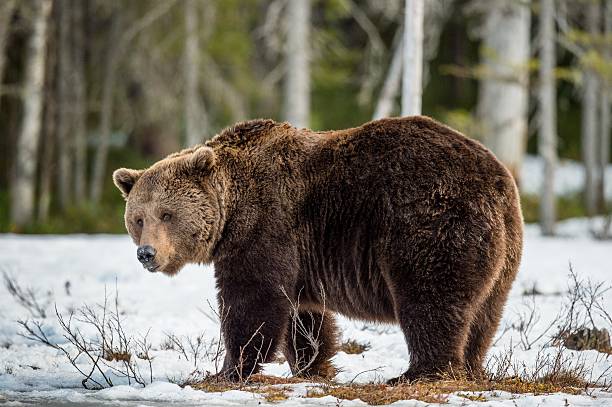 istock Brown Bear on a snow-covered swamp 612627946