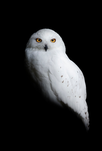 Snowy owl