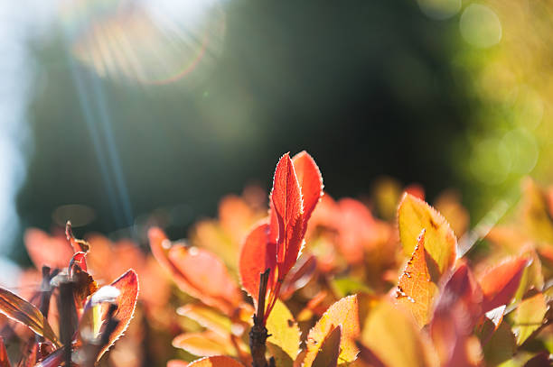istock Wild grasses in a field at sunset. 612629834