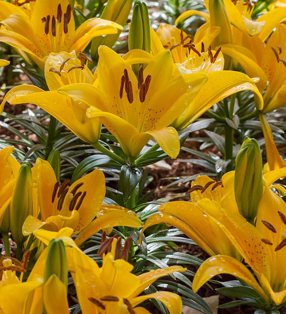 istock Beautiful lily in the garden 612630890