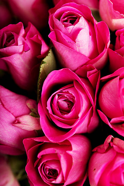 istock Close up pink rose background 612631092
