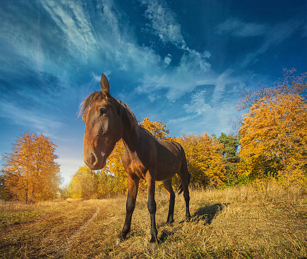 istock horse grazing on a sunny meadow 612631152