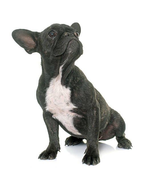 istock puppy french bulldog 612632052