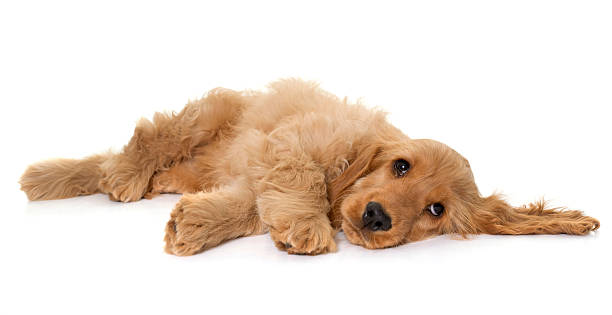 fotografii de stoc, fotografii și imagini scutite de redevențe cu catelus cocker spaniel în studio - stat culcat