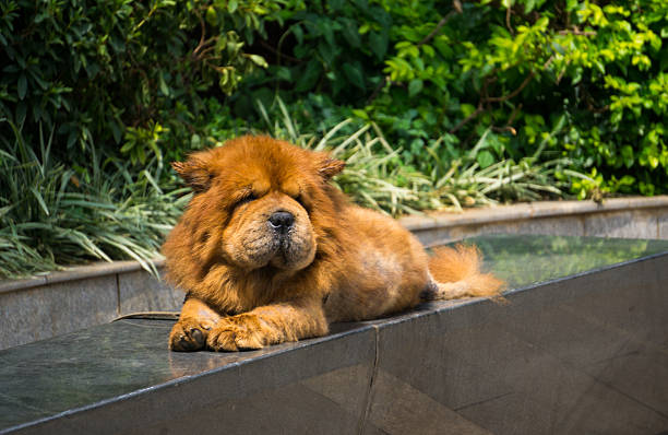 Chowchow looking like a lion Chowchow looking like a lion chow chow lion stock pictures, royalty-free photos & images