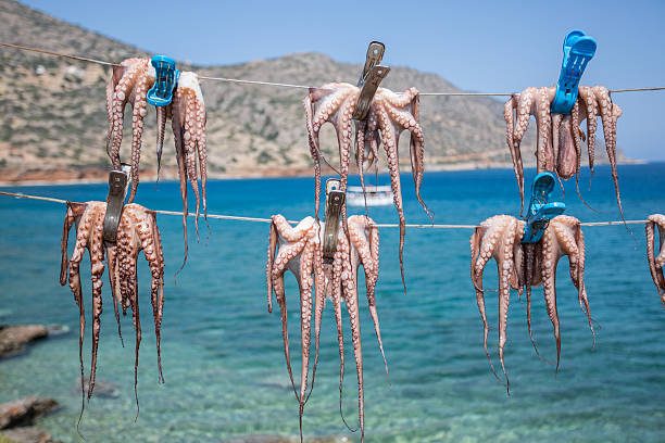 istock Fresh octopus in the boat port. 612633260
