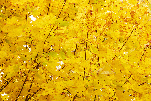 Autumn leaves.  Close-Up Leaves. Yellow leaves and sunlight. Autumn sunlight. Autumn sky. Sky and yellow leaves. Autumn background.