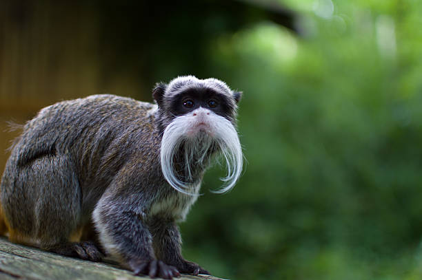 황제콧수염원숭이 - 타마린 뉴스 사진 이미지