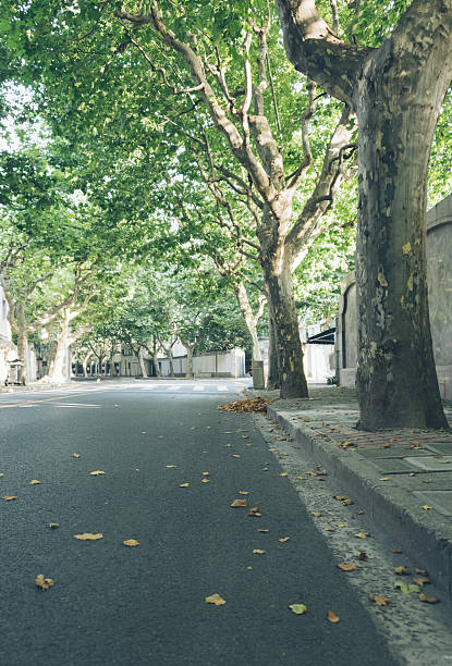 istock City street with plane trees 612634422