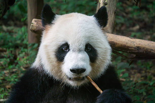 mangia bambù e panda  - panda outdoors horizontal chengdu foto e immagini stock