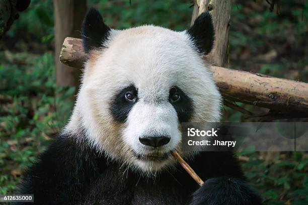 Panda Eating Bamboo Stock Photo - Download Image Now - Panda - Animal, Cute, Large