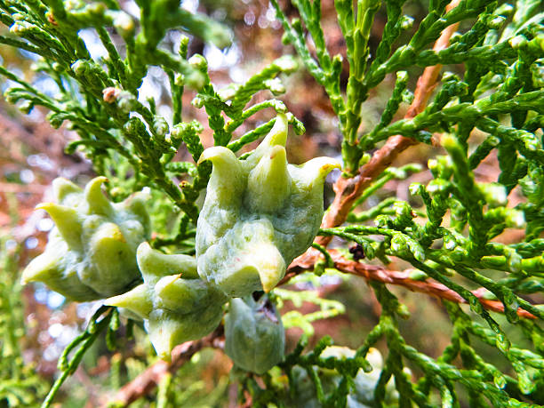 Fruits of the thuja tree on early autumn Fruits of thuja tree on early autumn thuja orientalis stock pictures, royalty-free photos & images