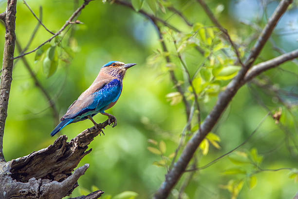 istock Indian roller in Bardia national park, Nepal 612636348
