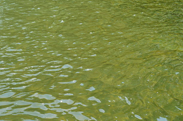 istock Texture of rippled dark water 612636460