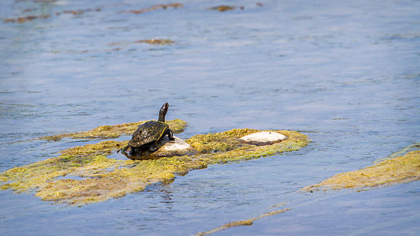 istock Indian Softshell Turtle in Bardia national park, Nepal 612636700