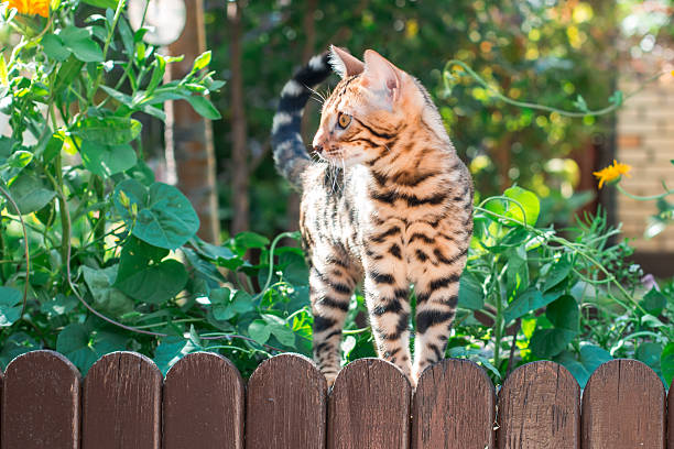 istock Bengal kitten alone outdoors on a wooden fence 612637478