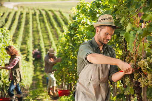 Man picking white grapes with scissors in his vineyard with hat on his head. More people in the back. Late afternoon.