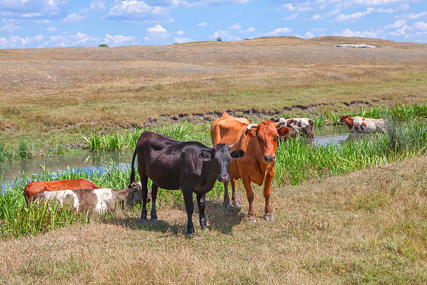 istock Portrait of a cows on a farm 612638270