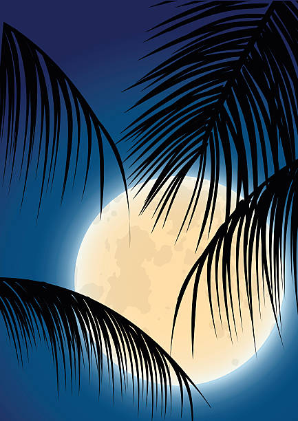 ilustrações de stock, clip art, desenhos animados e ícones de full moon, - rainforest tropical rainforest forest moonlight