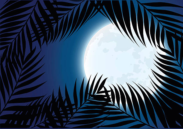 ilustrações de stock, clip art, desenhos animados e ícones de tropical-summer-poster - rainforest tropical rainforest forest moonlight